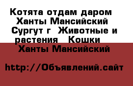 Котята отдам даром - Ханты-Мансийский, Сургут г. Животные и растения » Кошки   . Ханты-Мансийский